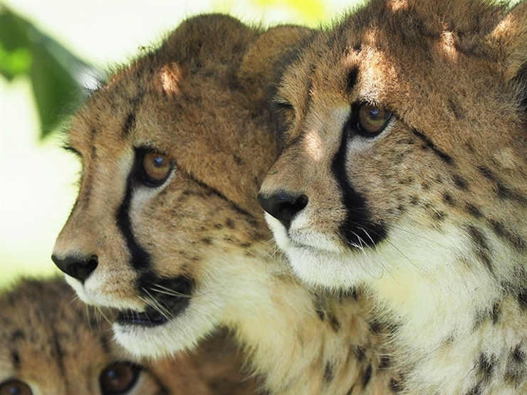 OLYMPUS動物園作例