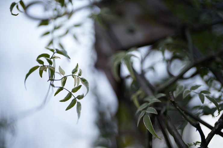 SONY(ソニー) α7 IV 作例3