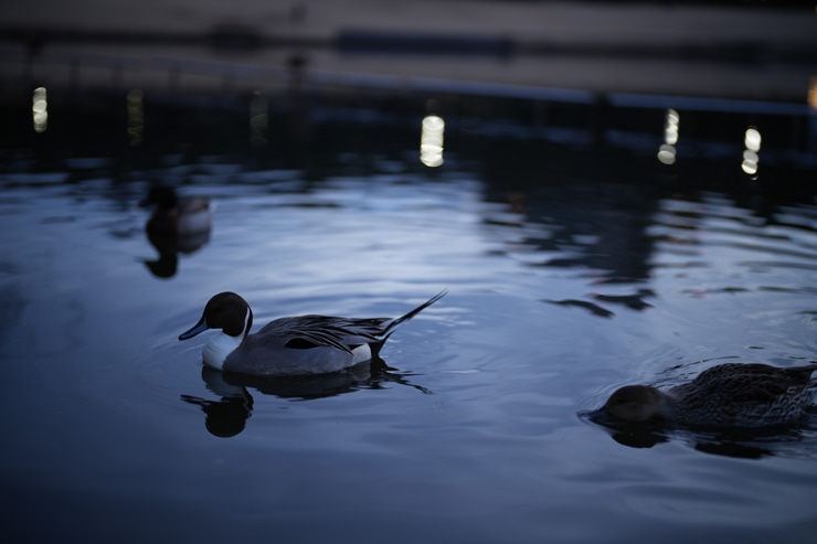 SONY(ソニー) α7 IV 作例4