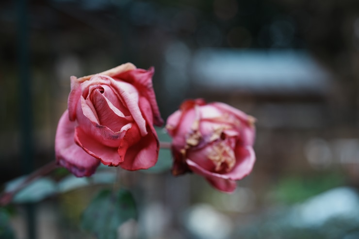 SONY(ソニー) α7 IV 作例7