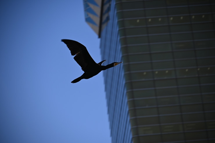 Nikon(ニコン) NIKKOR Z DX 50-250mm f/4.5-6.3 VR 作例3