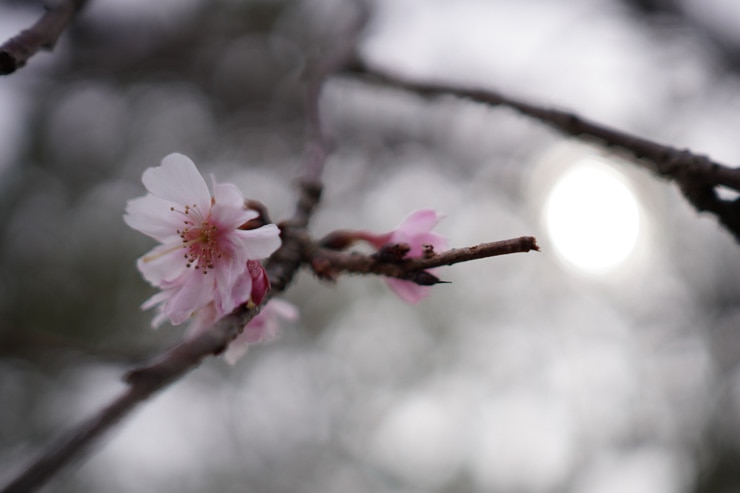 SONY(ソニー) E 24mm F1.8 ZA 作例8