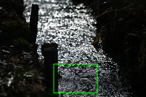 Nikon（ニコン） NIKKOR Z 24-120mm f/4 S フリンジ作例拡大枠