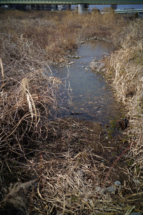 Voigtlander (フォクトレンダー) HELIAR 40mm F2.8 Aspherical VM  作例2