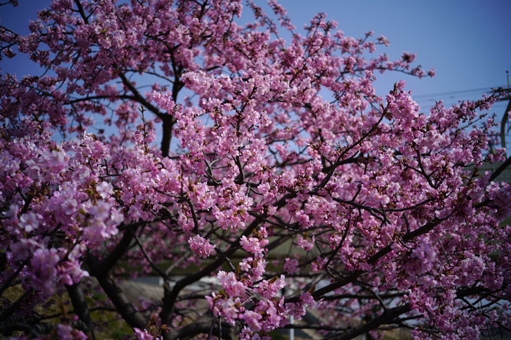 Voigtlander (フォクトレンダー) HELIAR 40mm F2.8 Aspherical VM  作例1