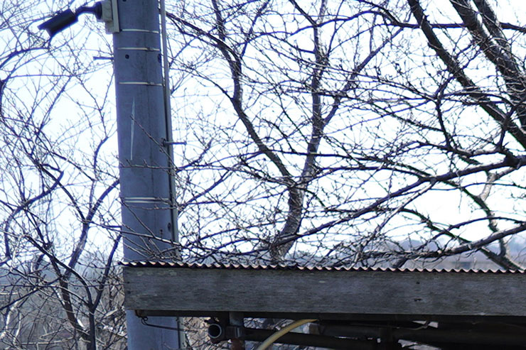 Voigtlander (フォクトレンダー) HELIAR 40mm F2.8 Aspherical VM  作例6拡大