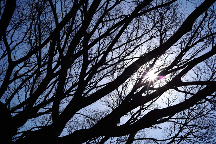 Voigtlander (フォクトレンダー) HELIAR 40mm F2.8 Aspherical VM  作例9