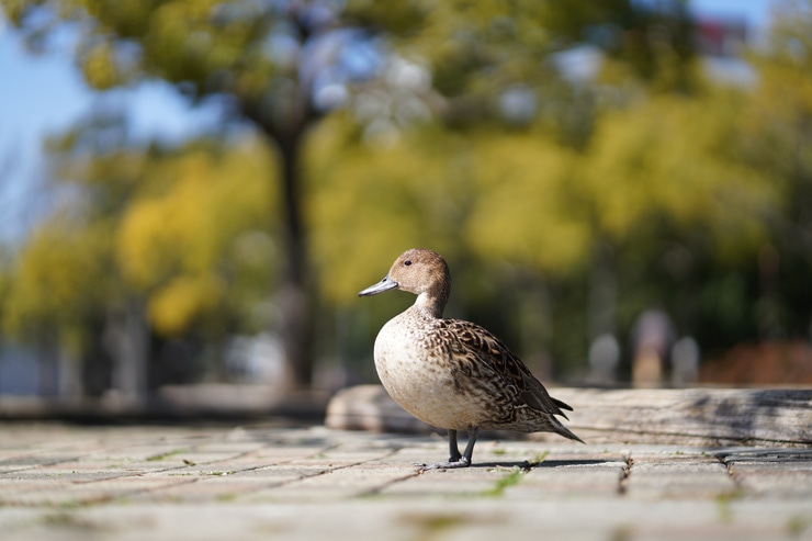 SONY（ソニー）FE 85mm F1.8 作例1