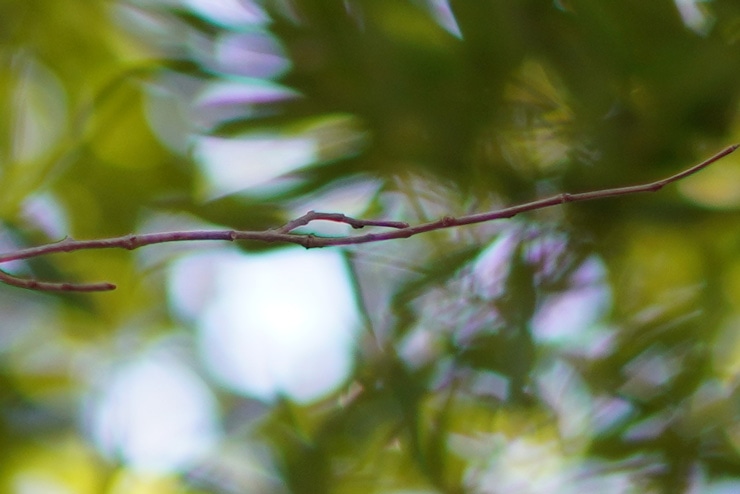 SONY（ソニー）FE 85mm F1.8 作例4拡大