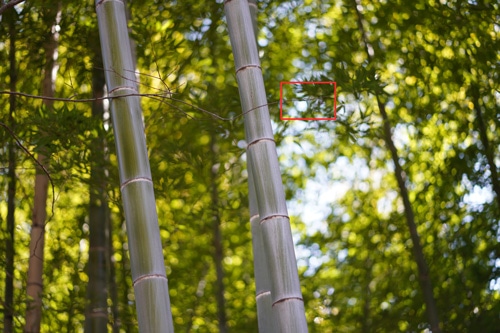 SONY（ソニー）FE 85mm F1.8 作例4拡大枠