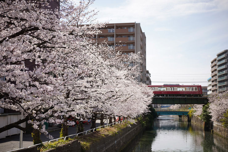 SONY(ソニー) FE 50mm F2.5 G 作例1