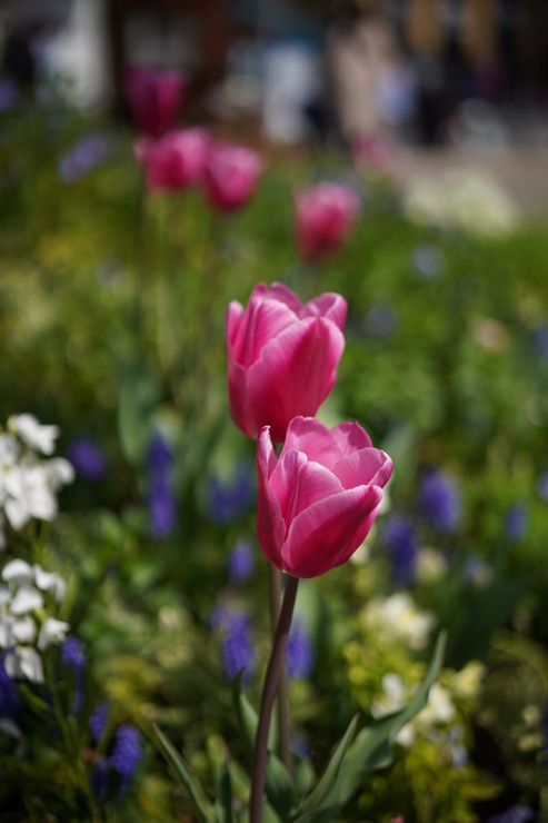 SONY(ソニー) FE 50mm F2.5 G 作例4