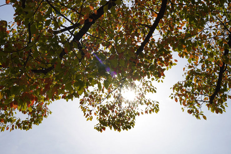 SONY(ソニー) FE 50mm F2.5 G 作例11