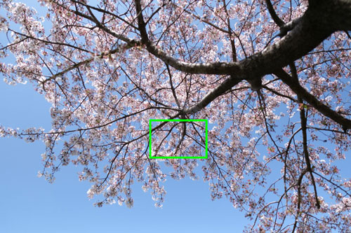 SIGMA 16mm F1.4 DC DN | Contemporary Xマウント 解像感作例拡大枠