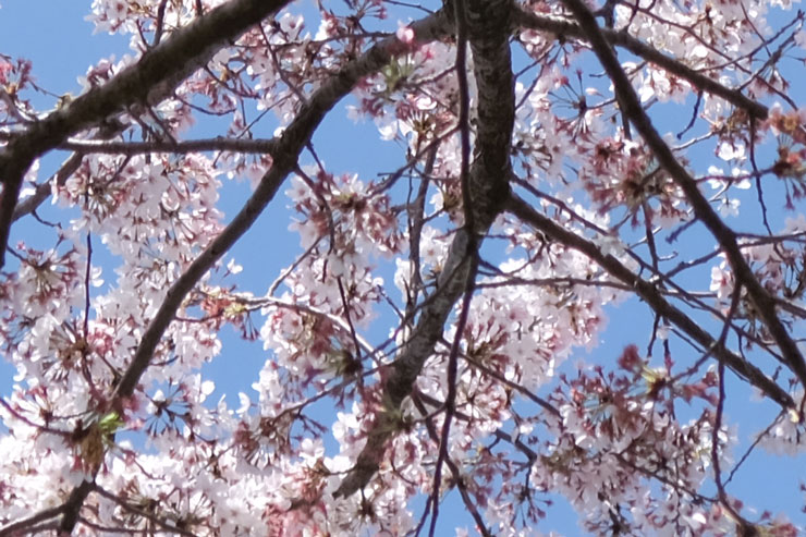 SIGMA 16mm F1.4 DC DN | Contemporary Xマウント 解像感作例拡大