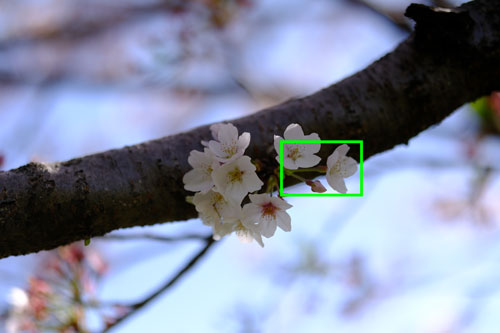 SIGMA 56mm F1.4 DC DN | Contemporary Xマウント 解像感作例拡大枠