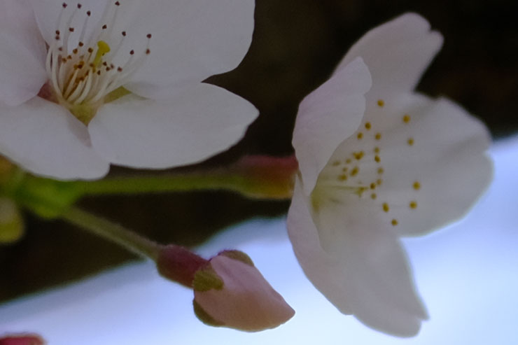 SIGMA 56mm F1.4 DC DN | Contemporary Xマウント 解像感作例拡大