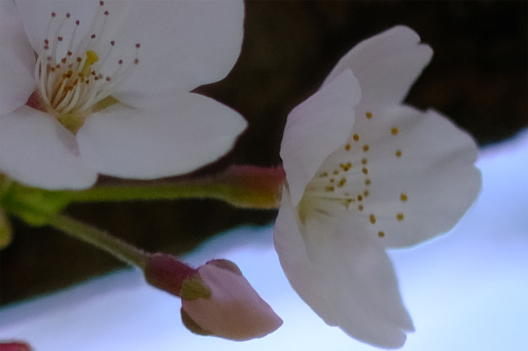 FUJIFILM XF56mmF1.2 R フリンジ作例