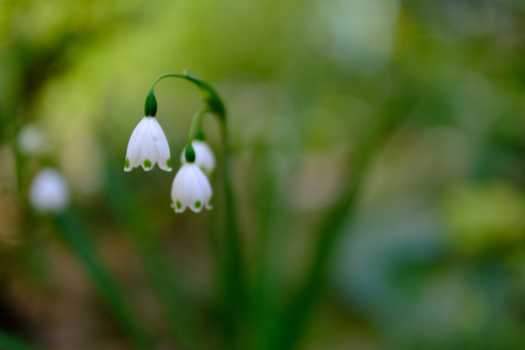 SIGMA 30mm F1.4 DC DN | Contemporary Xマウント 作例2