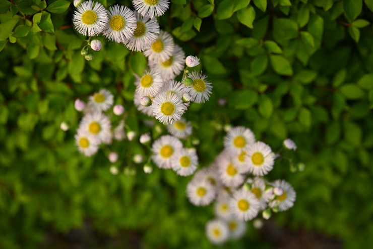 Voigtlander（フォクトレンダー）APO-LANTHAR 50mm F2 Aspherical ニコンZ 作例6