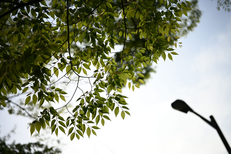 Voigtlander（フォクトレンダー）APO-LANTHAR 50mm F2 Aspherical ニコンZ 作例8