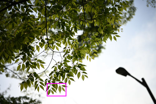 Voigtlander（フォクトレンダー）APO-LANTHAR 50mm F2 Aspherical ニコンZ 作例8拡大枠