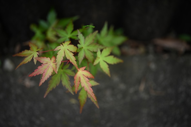 Voigtlander（フォクトレンダー）APO-LANTHAR 50mm F2 Aspherical ニコンZ 作例3