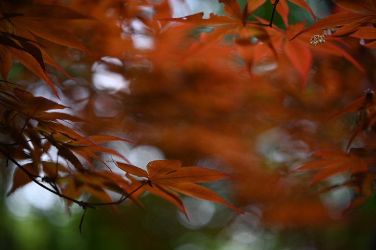 Voigtlander（フォクトレンダー）APO-LANTHAR 50mm F2 Aspherical ニコンZ 作例5
