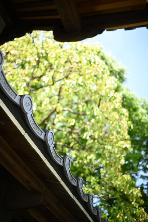 Voigtlander（フォクトレンダー） NOKTON D23mm F1.2 Aspherical ニコンZ用 作例6