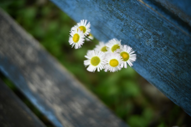 Voigtlander（フォクトレンダー） NOKTON D23mm F1.2 Aspherical ニコンZ用 作例8