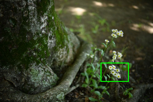 Voigtlander（フォクトレンダー） NOKTON D23mm F1.2 Aspherical ニコンZ用 作例1拡大枠
