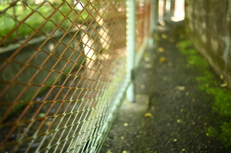 Voigtlander（フォクトレンダー） NOKTON D23mm F1.2 Aspherical ニコンZ用 開放描写作例