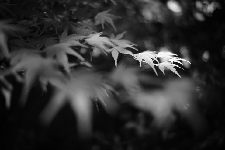 Voigtlander（フォクトレンダー） NOKTON D23mm F1.2 Aspherical ニコンZ用 作例2