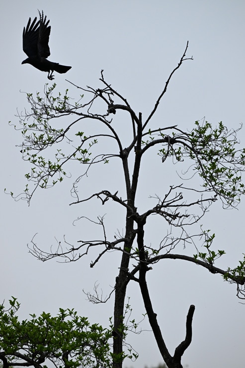 Nikon（ニコン） Z 9 作例1