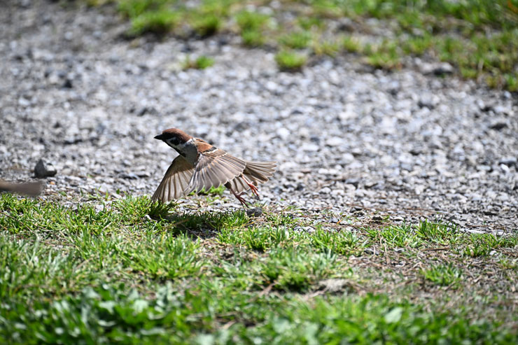 Nikon（ニコン） Z 9 作例2-1