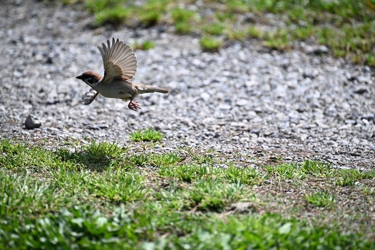 Nikon（ニコン） Z 9 作例2-2