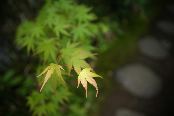 SIGMA（シグマ） 16-28mm F2.8 DG DN | Contemporary 作例7