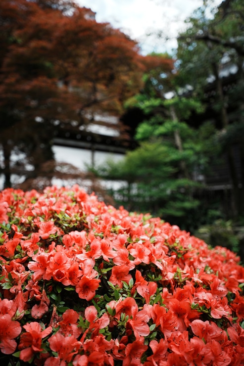 SIGMA（シグマ） 16-28mm F2.8 DG DN | Contemporary 作例8