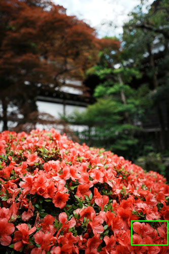 SIGMA（シグマ） 16-28mm F2.8 DG DN | Contemporary 作例8拡大枠