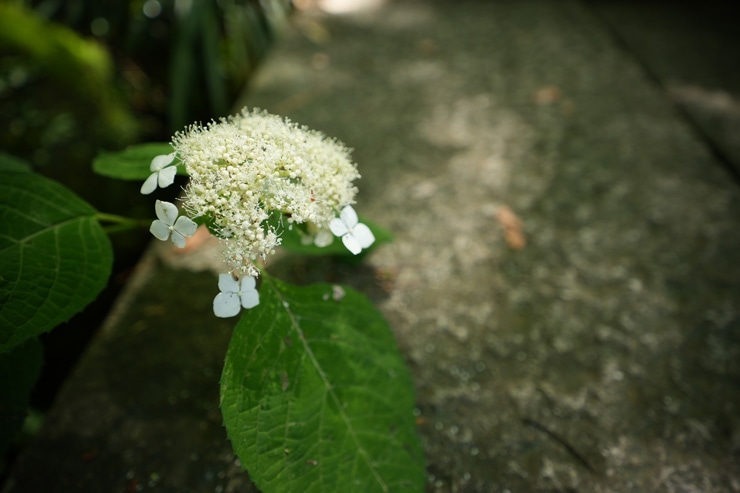 SIGMA（シグマ） 16-28mm F2.8 DG DN | Contemporary 作例1