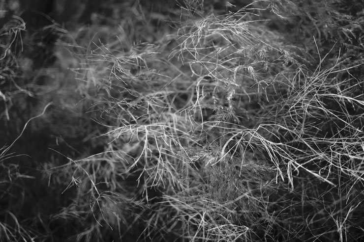 Leica（ライカ）M11 作例5