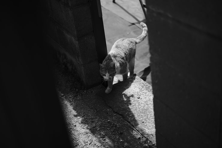 Leica（ライカ）M11 作例1