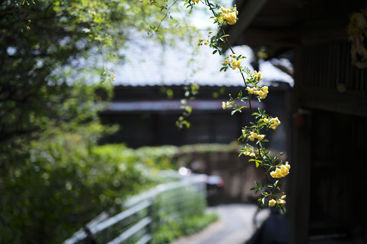 Leica（ライカ）M11 作例8