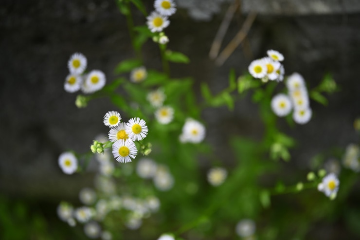 Voigtlander（フォクトレンダー） APO-LANTHAR 35mm F2 Aspherical ニコンZマウント 作例2