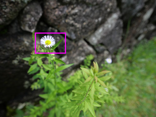 Panasonic（パナソニック） LEICA DG SUMMILUX 9mm / F1.7 ASPH. 作例3拡大枠