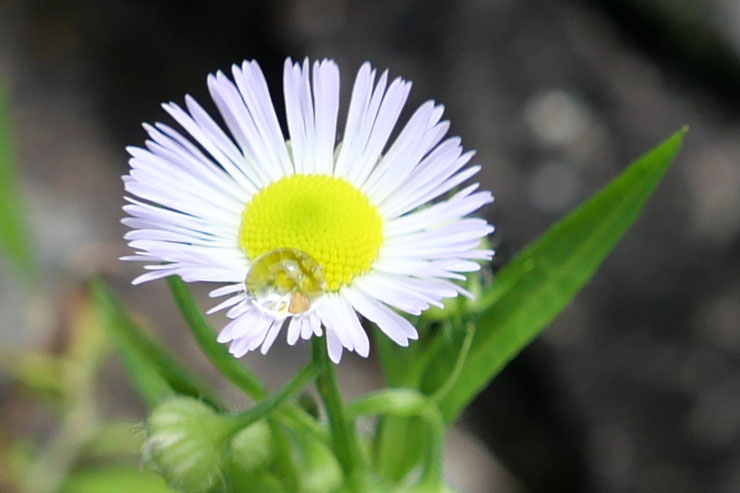 Panasonic（パナソニック） LEICA DG SUMMILUX 9mm / F1.7 ASPH. 作例3拡大