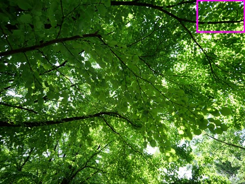 Panasonic（パナソニック） LEICA DG SUMMILUX 9mm / F1.7 ASPH. フリンジ作例拡大枠