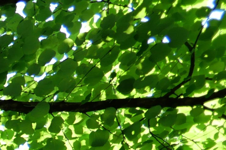 Panasonic（パナソニック） LEICA DG SUMMILUX 9mm / F1.7 ASPH. フリンジ作例拡大