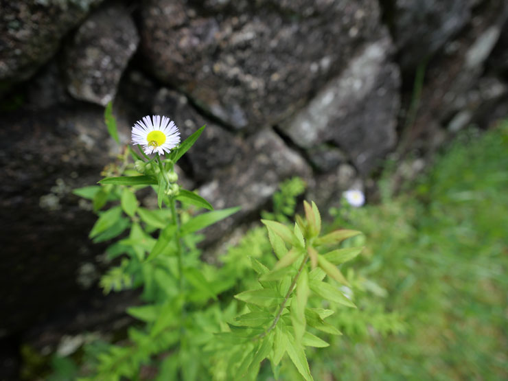 Panasonic（パナソニック） LEICA DG SUMMILUX 9mm / F1.7 ASPH. 作例3