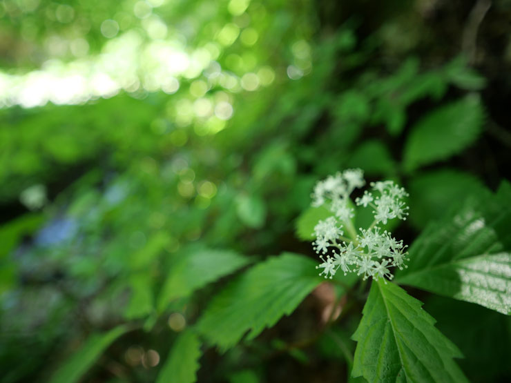 Panasonic（パナソニック） LEICA DG SUMMILUX 9mm / F1.7 ASPH. 作例4